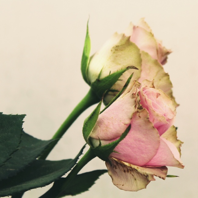 复古粉色玫瑰花图片(点击浏览下一张趣图)