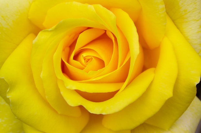 黄色微距玫瑰花图片(点击浏览下一张趣图)