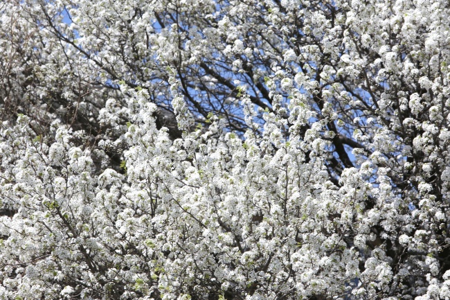 白色的樱花树图片(点击浏览下一张趣图)