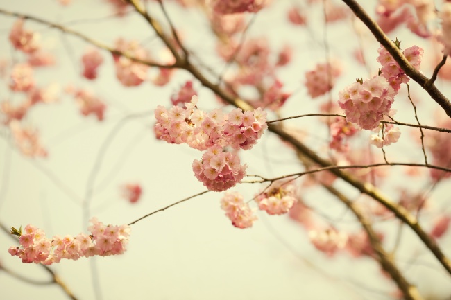 唯美春天樱花图片(点击浏览下一张趣图)
