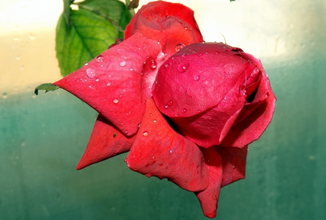 红色鲜艳玫瑰花图片(点击浏览下一张趣图)