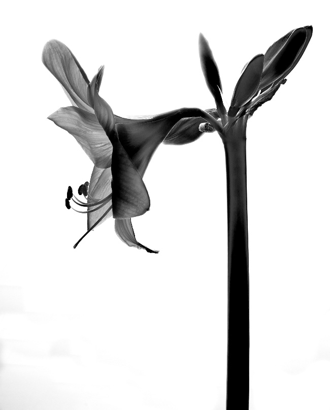 黑白百合花图片(点击浏览下一张趣图)