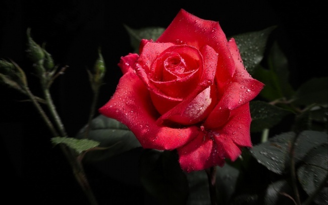 精美玫瑰花图片(点击浏览下一张趣图)