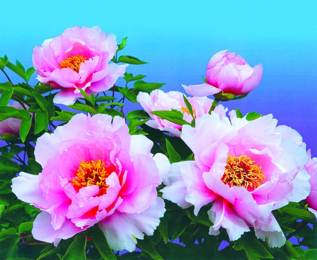淡雅粉色牡丹花图片(点击浏览下一张趣图)