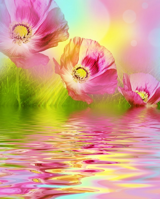 粉红色罂粟花图片(点击浏览下一张趣图)
