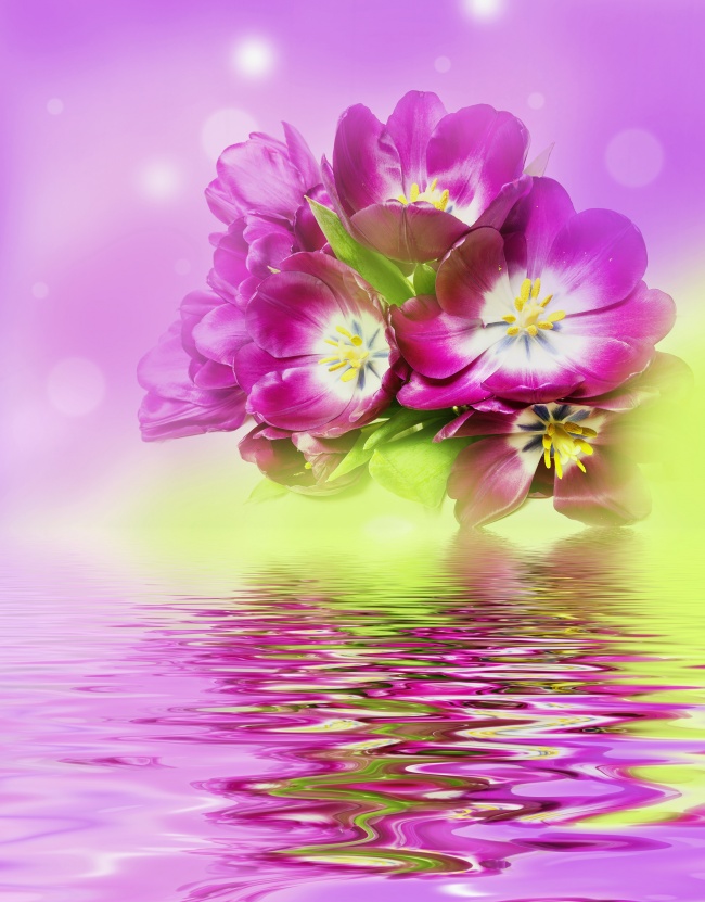 紫红色郁金香图片(点击浏览下一张趣图)
