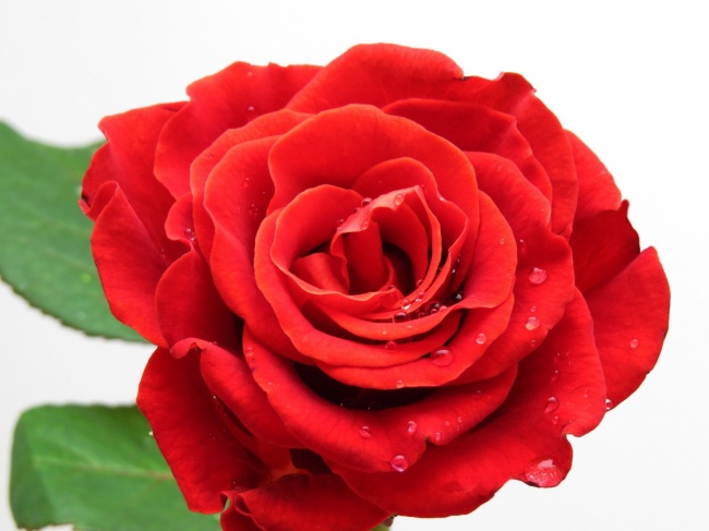 大红玫瑰花图片(点击浏览下一张趣图)