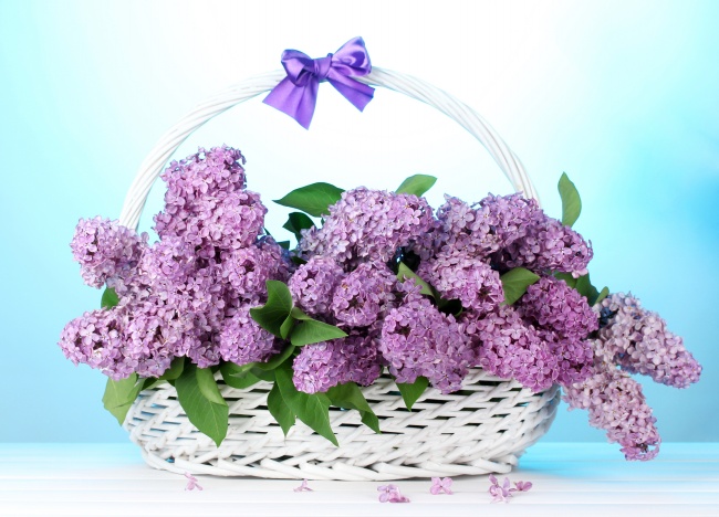 淡雅紫色丁香花图片(点击浏览下一张趣图)