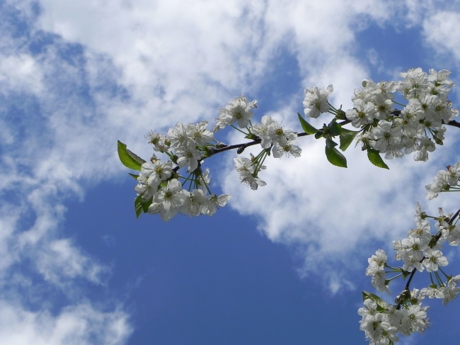 蓝天白云樱花图片(点击浏览下一张趣图)