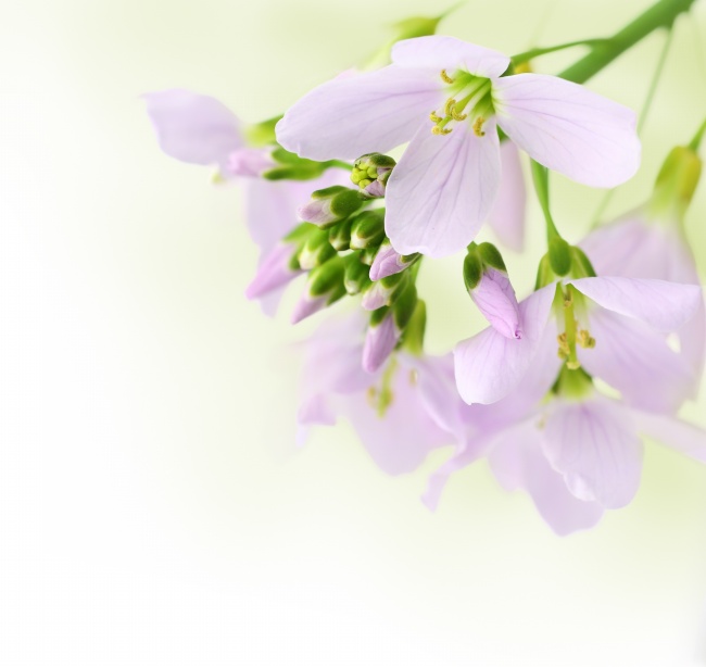 淡紫色花朵图片(点击浏览下一张趣图)