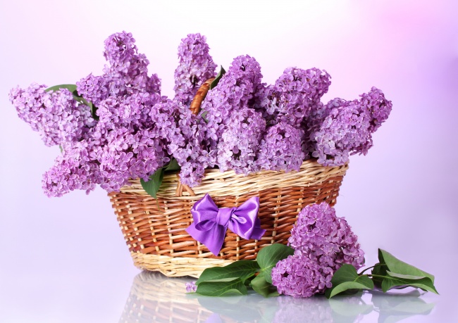 紫色清新丁香花图片(点击浏览下一张趣图)