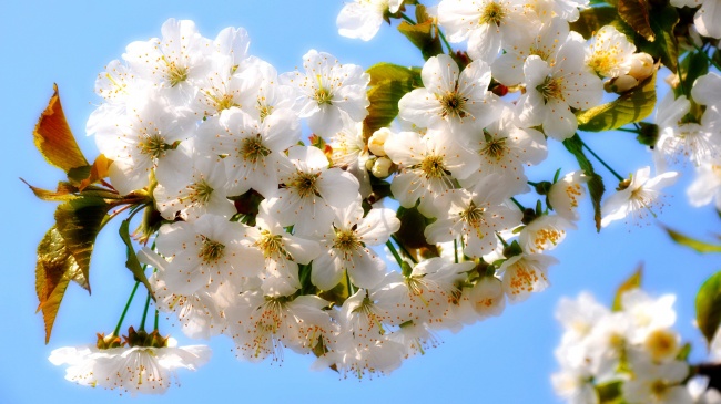 春天白色樱花图片(点击浏览下一张趣图)