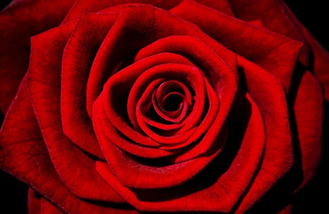 玫瑰花的图片(点击浏览下一张趣图)
