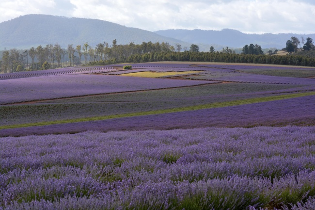 紫色薰衣草风景图片(点击浏览下一张趣图)
