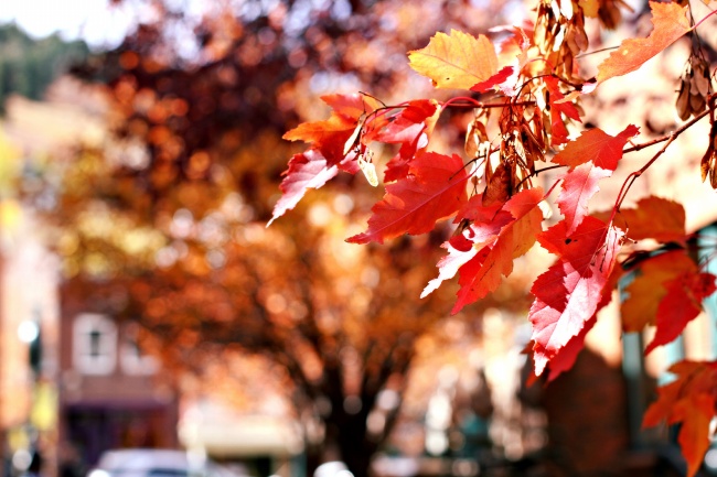 秋天的树叶图片(点击浏览下一张趣图)