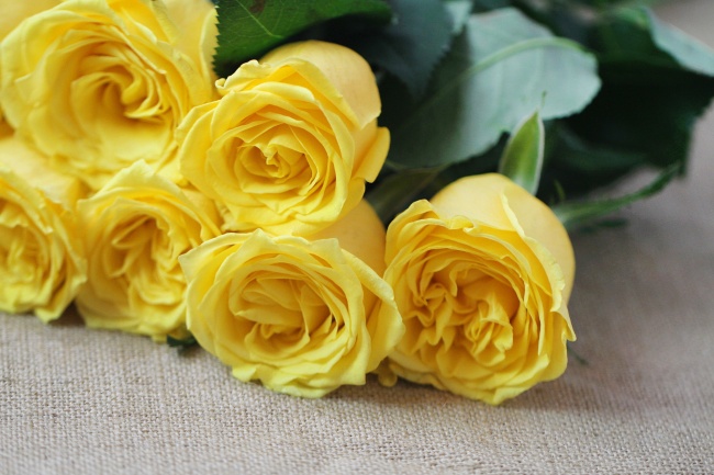 黄色金香玉玫瑰图片(点击浏览下一张趣图)