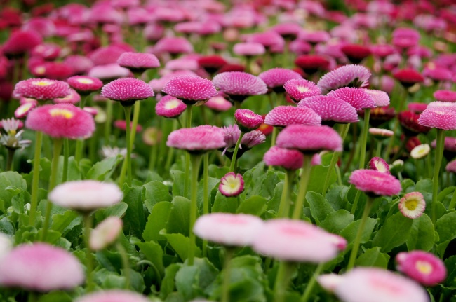粉色雏菊图片(点击浏览下一张趣图)