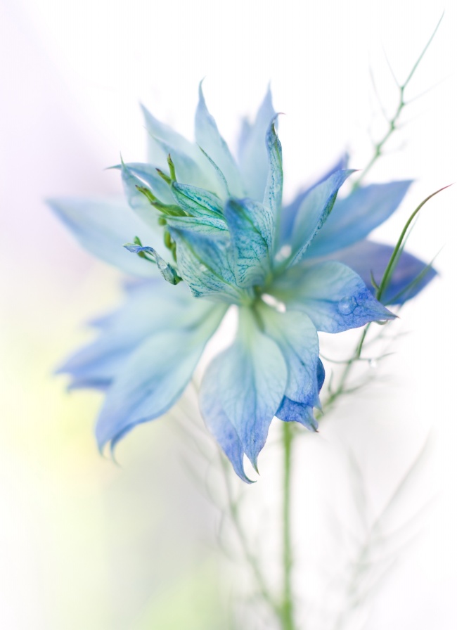 蓝色淡雅花朵图片(点击浏览下一张趣图)