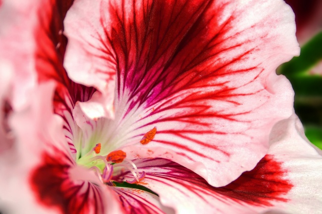 天竺葵花瓣图片(点击浏览下一张趣图)