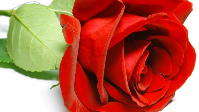 漂亮玫瑰花图片(点击浏览下一张趣图)