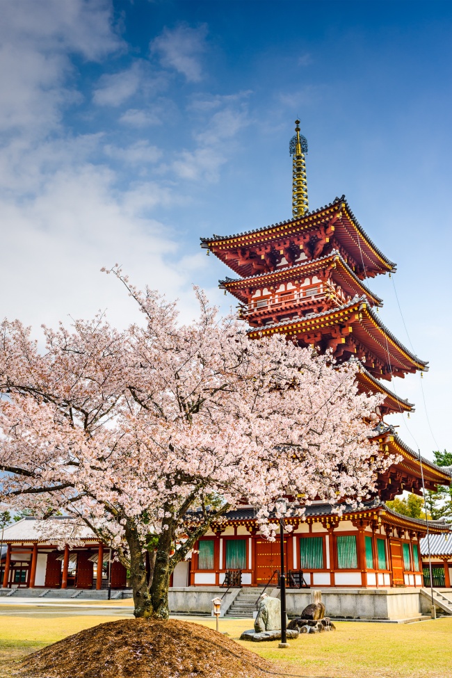 日本樱花树图片(点击浏览下一张趣图)