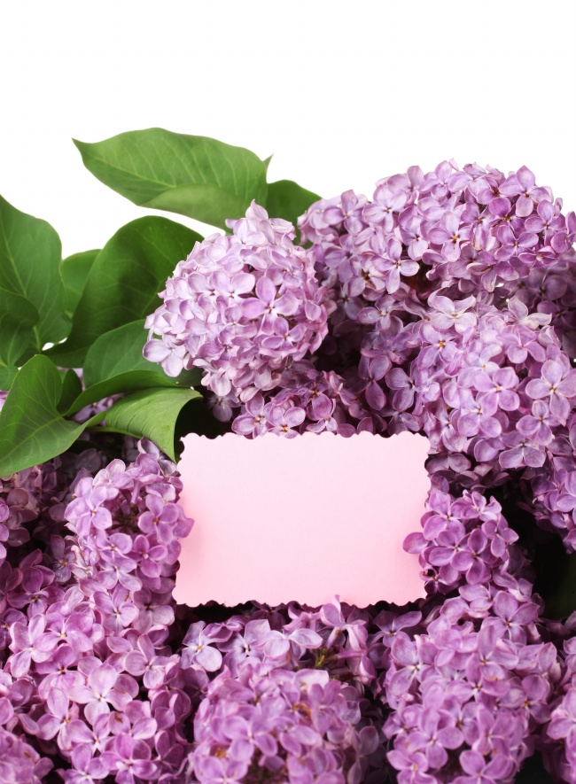紫色清新丁香花图片(点击浏览下一张趣图)