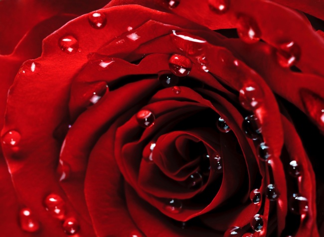 露珠玫瑰花图片(点击浏览下一张趣图)
