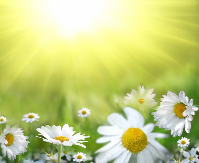 阳光下的菊花图片(点击浏览下一张趣图)