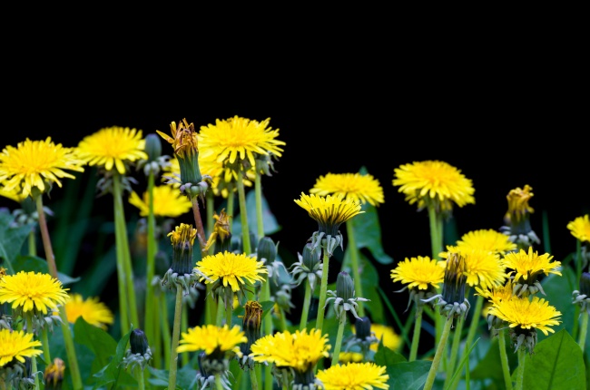 黄色蒲公英花朵图片(点击浏览下一张趣图)