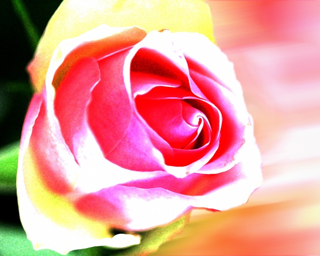 梦幻玫瑰花图片(点击浏览下一张趣图)