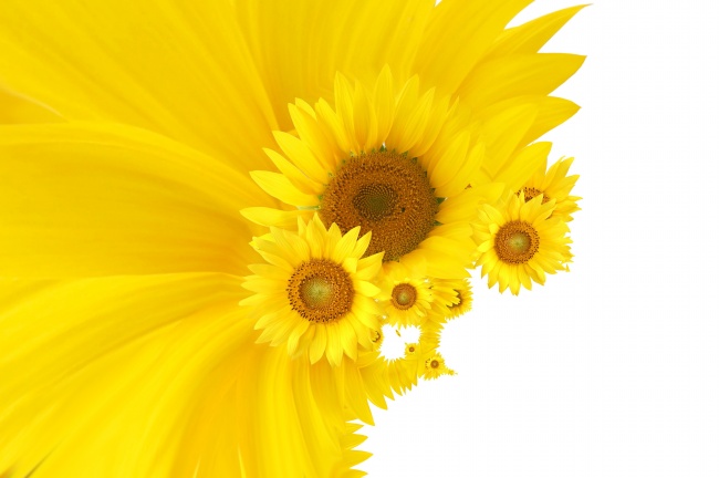 黄色向阳花图片(点击浏览下一张趣图)