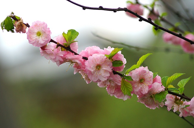 粉色樱花枝图片(点击浏览下一张趣图)