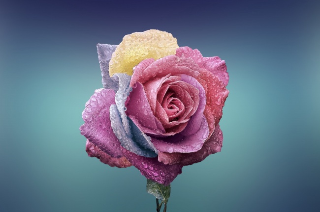 多彩玫瑰花图片(点击浏览下一张趣图)