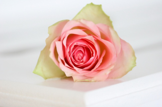 粉色淡雅玫瑰花图片(点击浏览下一张趣图)