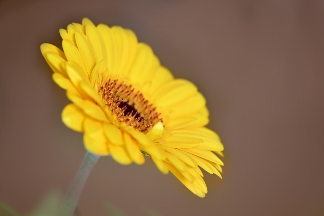 黄色野菊花图片(点击浏览下一张趣图)