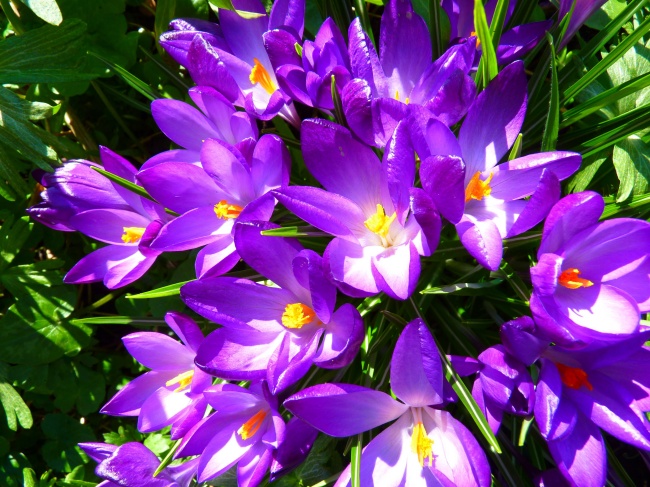 紫色藏红花图片(点击浏览下一张趣图)