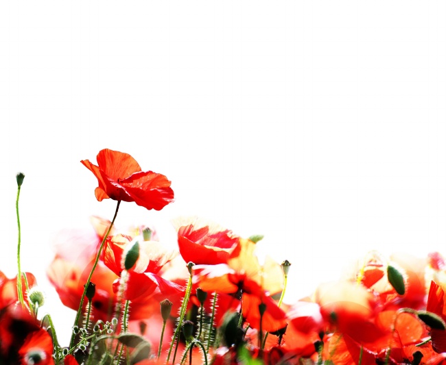红色艳丽罂粟花图片(点击浏览下一张趣图)