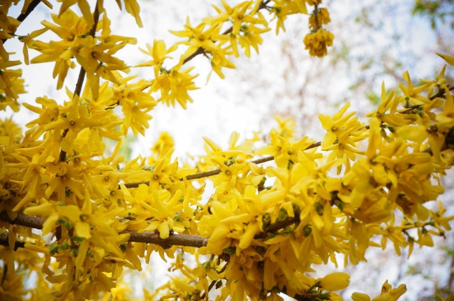 黄色迎春花图片(点击浏览下一张趣图)