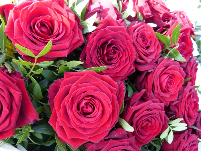 春天浪漫玫瑰花图片(点击浏览下一张趣图)