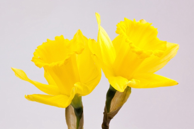 黄色水仙花瓣图片(点击浏览下一张趣图)