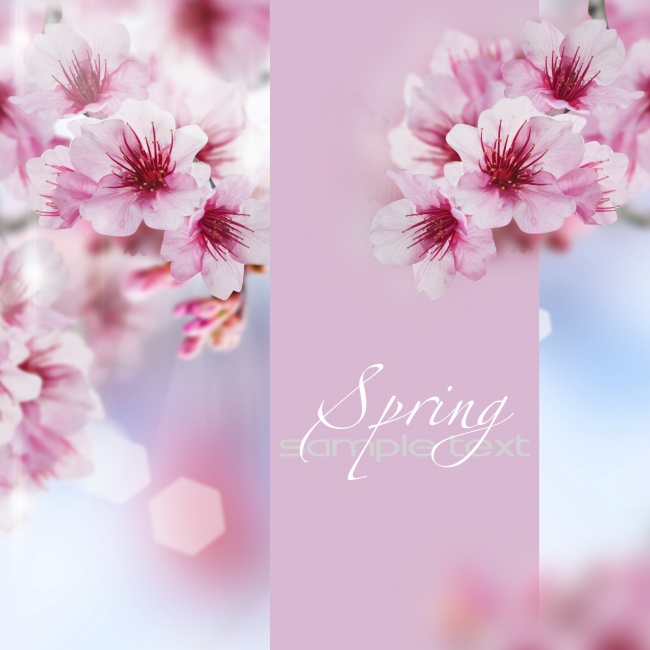 春天粉色花朵图片(点击浏览下一张趣图)
