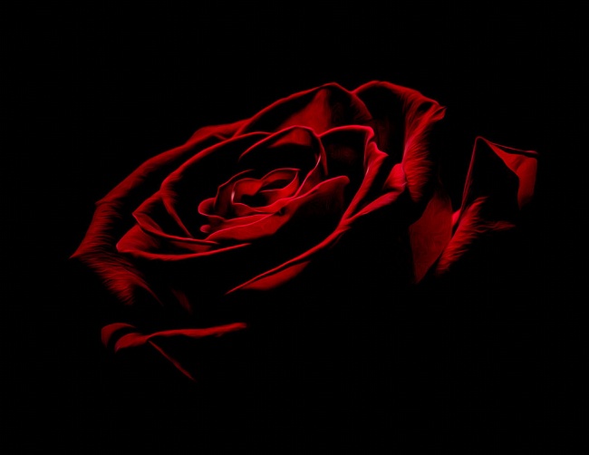 黑色背景玫瑰花图片(点击浏览下一张趣图)