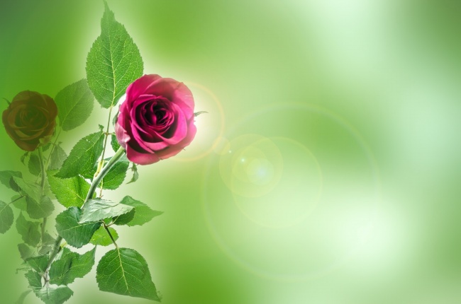 绿色背景前的玫瑰花图片(点击浏览下一张趣图)