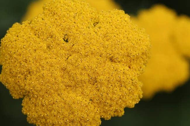 黄色花穗图片(点击浏览下一张趣图)