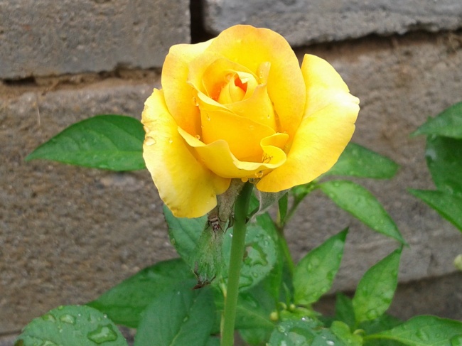 黄色雨后牡丹花图片(点击浏览下一张趣图)