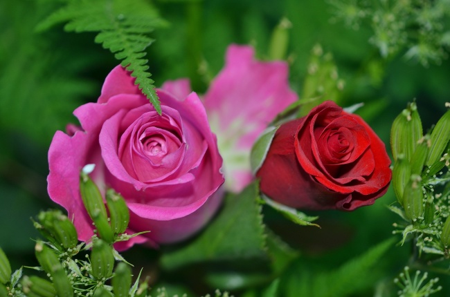 绿叶包围着的玫瑰花图片(点击浏览下一张趣图)