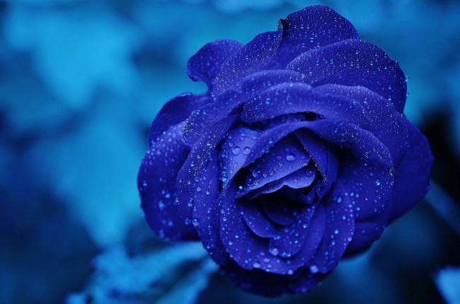 蓝色玫瑰花图片(点击浏览下一张趣图)