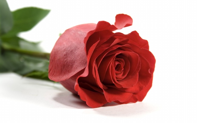 情人节玫瑰花枝图片(点击浏览下一张趣图)