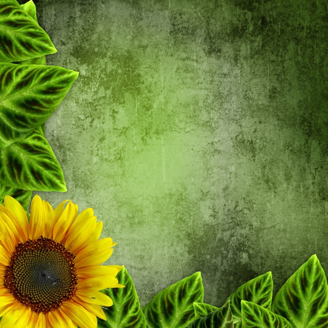 向日葵与绿叶图片(点击浏览下一张趣图)