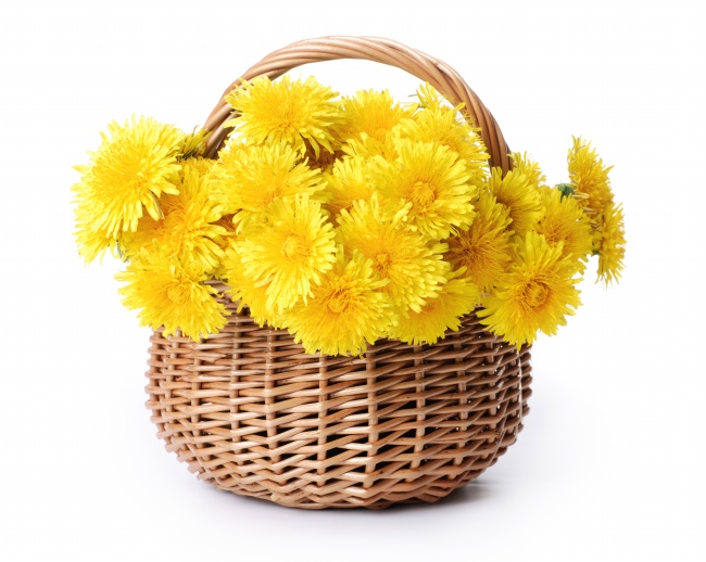一篮子黄色菊花图片(点击浏览下一张趣图)